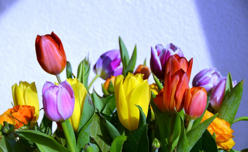 Zomerse tulpen